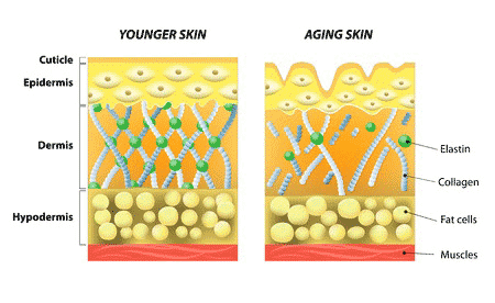 pure-collagen-aging-diagram